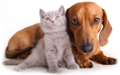 Cum sa-ti ingrijesti si sa-ti faci fericit animalul de companie